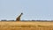 Gemsbok, Oryx gazella, in the African savannah