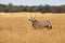 Gemsbok, Oryx gazella, in the African savannah