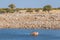 Gemsbok  Oryx Gazella completely standing in the water drinking at the Okaukuejo waterhole, Etosha National Park, Namibia.