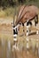 Gemsbok (Oryx gazella) drinking