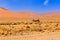 Gemsbok, Oryx gazella, on dusty desert plains very hot, middle of the day. Namibia