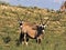 Gemsbok, Oryx gazella gazella, grazing in tall grass, Kalahari, South Africa