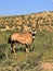 Gemsbok, Oryx gazella gazella, grazing in tall grass, Kalahari, South Africa