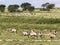 Gemsbok, Oryx gazella gazella, grazing in tall grass, Kalahari, South Africa