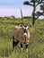 Gemsbok, Oryx gazella gazella, in tall grass, Kalahari South Africa