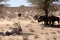 Gemsbok, Oryx gazella and Gnu in african bush