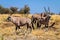 Gemsbok or Oryx gazella grazing in Etosha National Park, Namibia, Africa