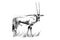 Gemsbok Oryx gazella hand drawn illustrations