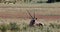 Gemsbok, Oryx gazella in Kalahari
