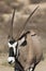 Gemsbok Oryx gazella profile closeup with magnificent horns in the Kalahari desert in South Africa