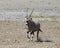 Gemsbok Oryx gazella running through the savannah.