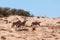 Gemsbok, Oryx gazella on sand dune