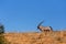 Gemsbok, Oryx gazella on sand dune