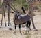 Gemsbok (Oryx) - Namibia