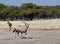 Gemsbok (Oryx) - Namibia