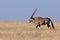 Gemsbok (Oryx) - Namibia