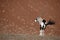 Gemsbok oryx in red dunes of Namib desert