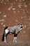 Gemsbok oryx in red dunes of Namib desert