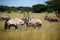 Gemsbok or Oryx squaring up for a fight