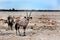 A Gemsbok Oryx standing on the Etosha Plains looking directly ahead w