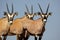 Gemsbok oryx trio of calves, Kalahari desert