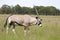 Gemsbok (Oryx) Walking through grassland