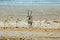 Gemsbok Oryx at a waterhole surrounded by black faced Impala