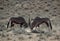 Gemsbok oryxes fighting in the Kalahari desert