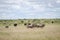 Gemsbok and Ostriches in the high grass.