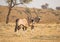 Gemsbok Pair