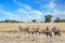 Gemsbok and plains zebras - Etosha National Park