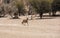 Gemsbok Running