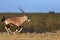 Gemsbok running