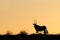 Gemsbok silhouette