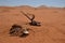 Gemsbok skeleton in Namib desert