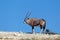 Gemsbok on skyline in desert