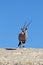 Gemsbok on skyline in desert