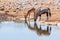 Gemsbok and Springbok at the water pool in Etosha park, Namibia