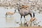 Gemsbok and Springbok at waterhole.