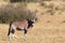 Gemsbok standing in desert