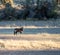 Gemsbok standing in dry riverbed in the Kalahari