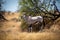 Gemsbok stands in profile by fallen tree