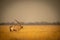 Gemsbok stands in profile on grassy plain