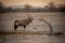 Gemsbok stands in profile turning towards camera