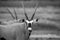 Gemsbok starring at the camera in black and white.