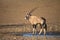 Gemsbok stood by a waterhole in the desert