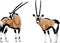 Gemsbok vector