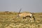 Gemsbok walking in the Kalahari desert