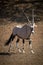 Gemsbok walks across rocky pan in sunshine