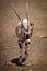 Gemsbok walks across stony ground in sunshine